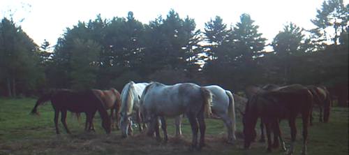 Lots of Horses