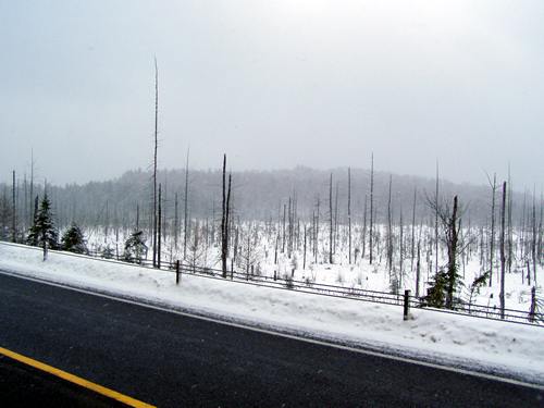 NY 56 swamps, north of Sevey Corners